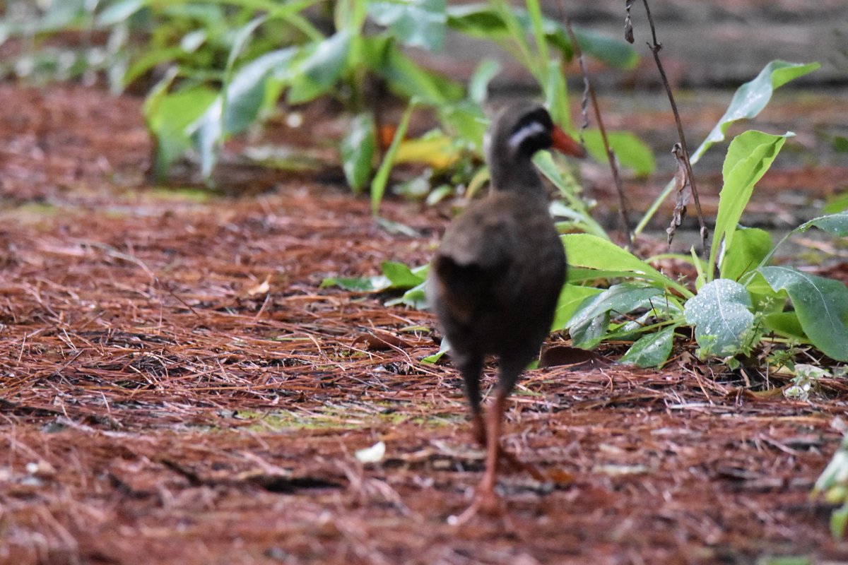 沖縄やんばるの自然