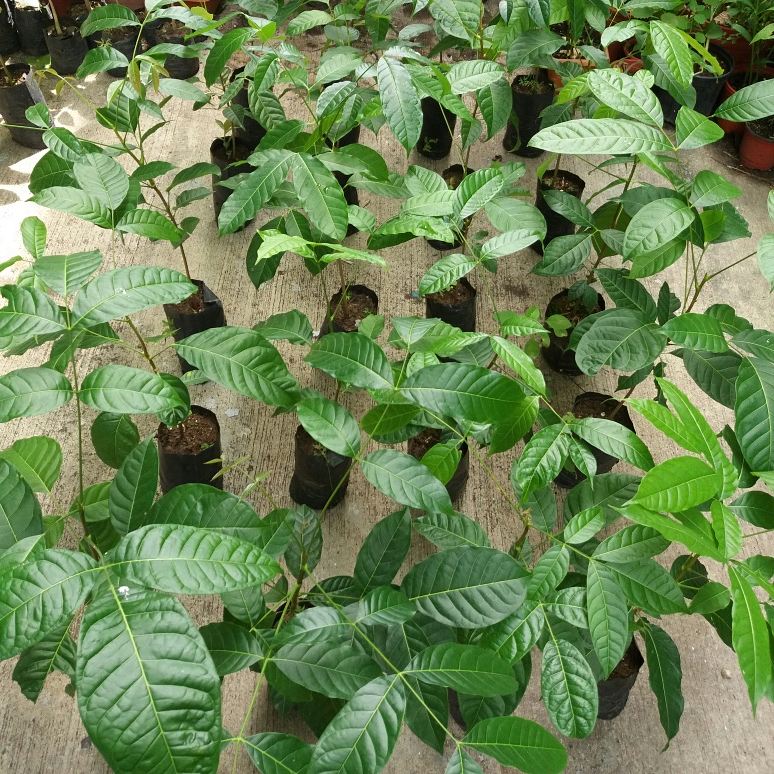 Viverolandia's tweet photo. Guayacanes ! 🌳🌳 Lleva tu planta de #guayacán $3.00 cada uno, 50 unidades disponibles.
Pedidos al 66722446 con whatsapp
#Vivero #Panamá https://t.co/SjWF9Tmg6J
