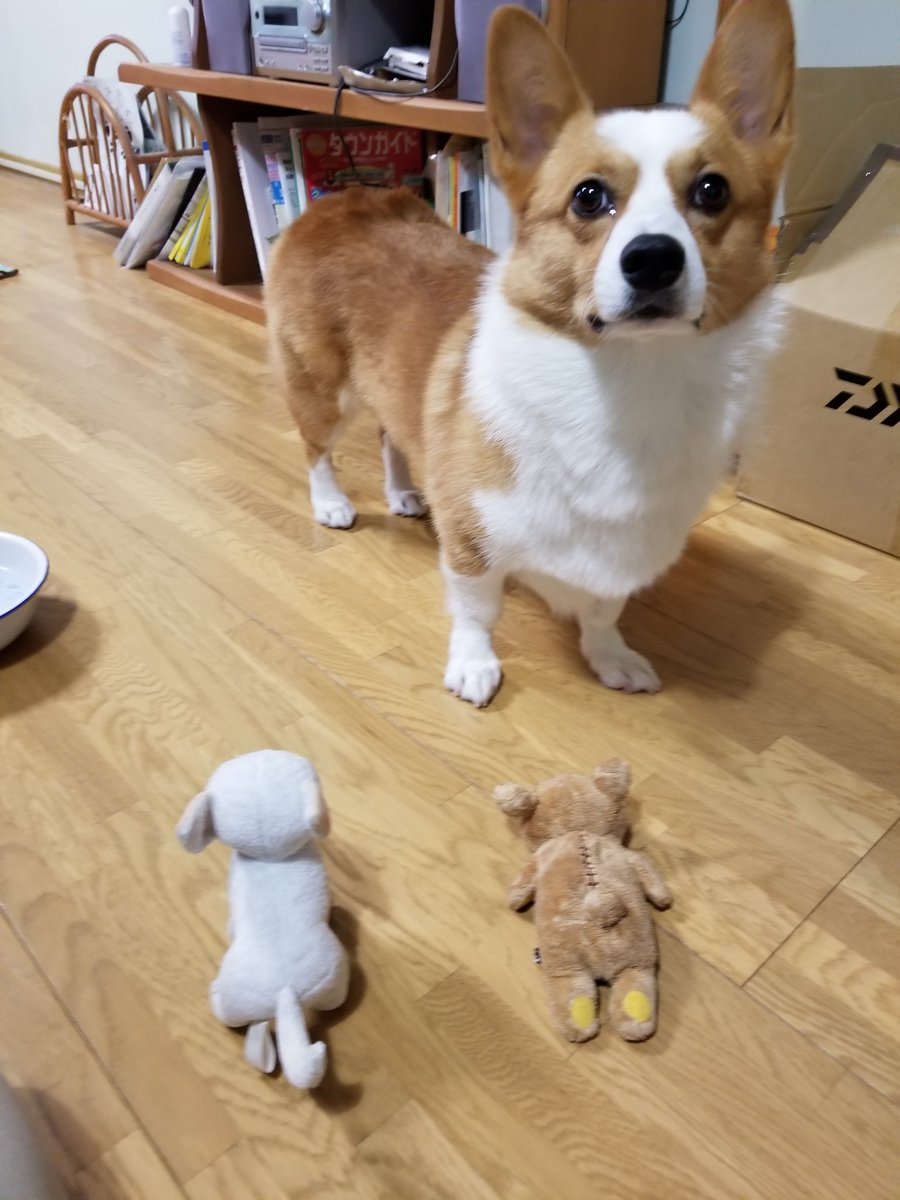 yasu0706yangoro's tweet image. どうやら、白いのが好きらしい