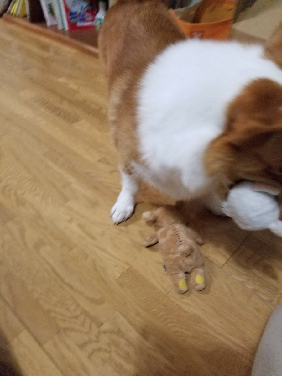 yasu0706yangoro's tweet image. どうやら、白いのが好きらしい