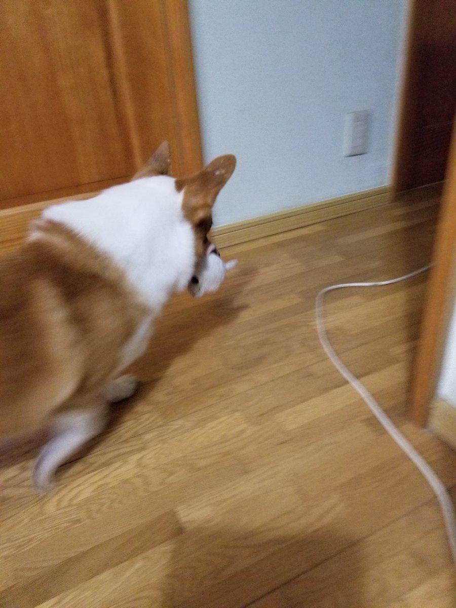 yasu0706yangoro's tweet image. どうやら、白いのが好きらしい