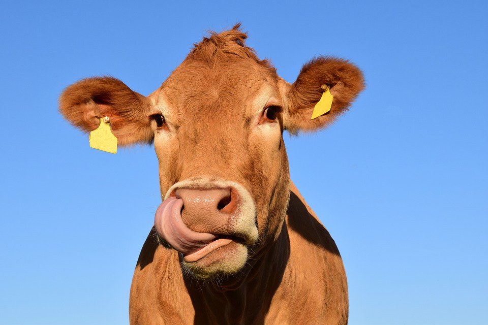 DoctorSeaweed's tweet photo. @Channel4 Food Unwrappd investigate the benefits of #seaweed on cow's methane gases! https://t.co/POll7y4SDi https://t.co/vF24G4NAL8
