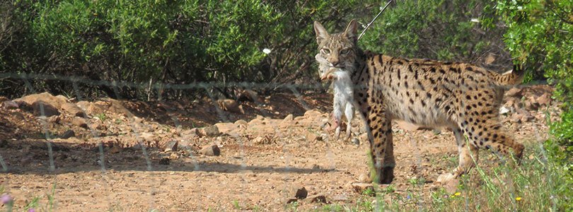 Recuperar la población del conejo nos ayuda también a recuperar las poblaciones del lince ibérico #SOSconejo goo.gl/V31ZkZ