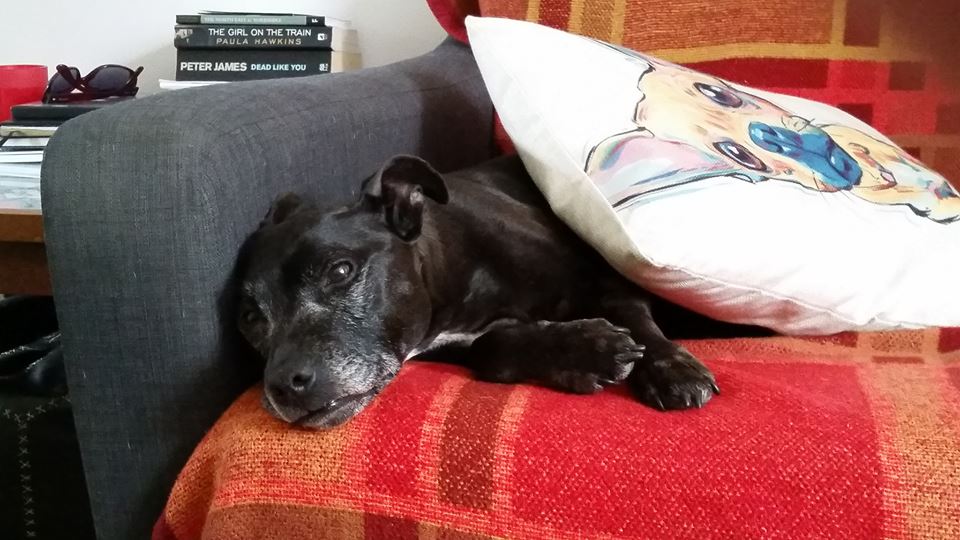 SeniorStaffy's tweet photo. Guess which one of our seniors is coming to spend a few days with me from the weekend....YES It's our BINDI GIRL #KeepRTing #SeniorStaffy https://t.co/TVxAbh0lRb