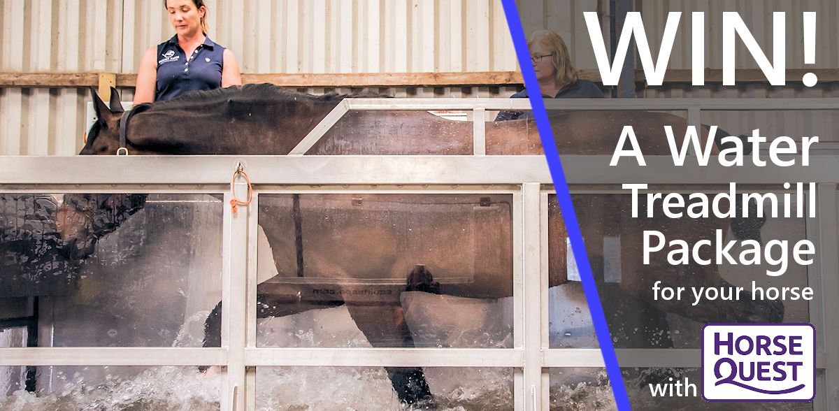 Horsequest.co.uk tweet media