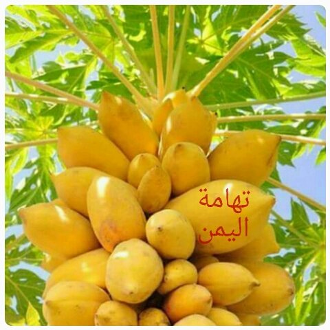 SolimanNoot's tweet photo. من ارض تهامة https://t.co/maioZpGbRe