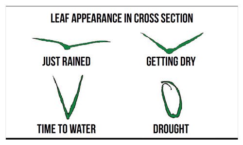 SFM_Magazine's tweet image. A slight change in the color (to blue or grayish green) or quality of light reflected from the leaf precedes wilting. #TurfHealthTuesday