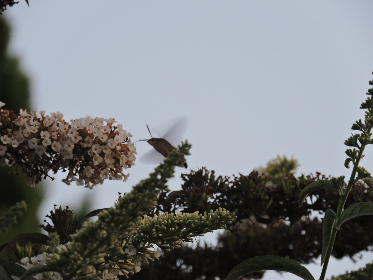 davedowell2's tweet photo. two humming bird hawkmoths on our buddleia https://t.co/f6yD8DFjXI