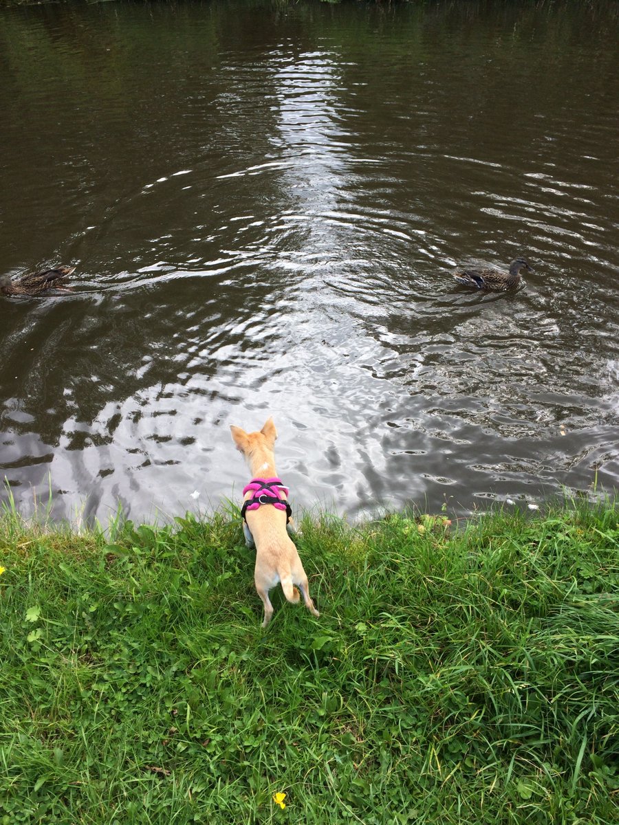 CosyDogs's tweet image. After struggling with finding a harness to suit our teacup chihuahua and many bad purchases I'll certainly be recommending you
Chris &amp;amp; Naomi