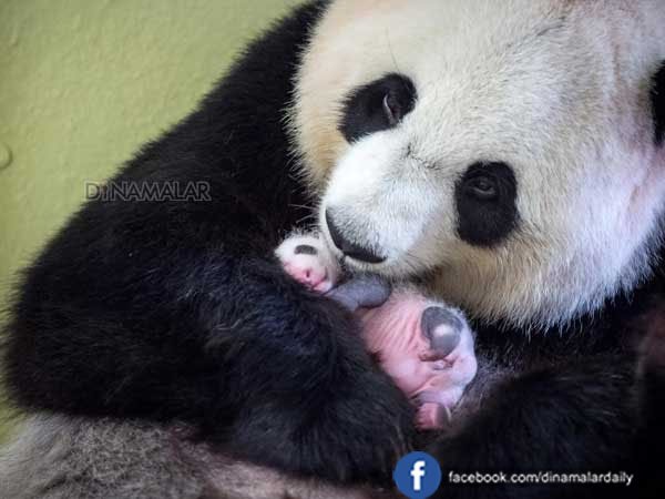 Панда сколько детенышей. Большая Панда новорожденный. Детёныш панды новорожденный. Детёныши панды Новорожденные. Панды с малышом.