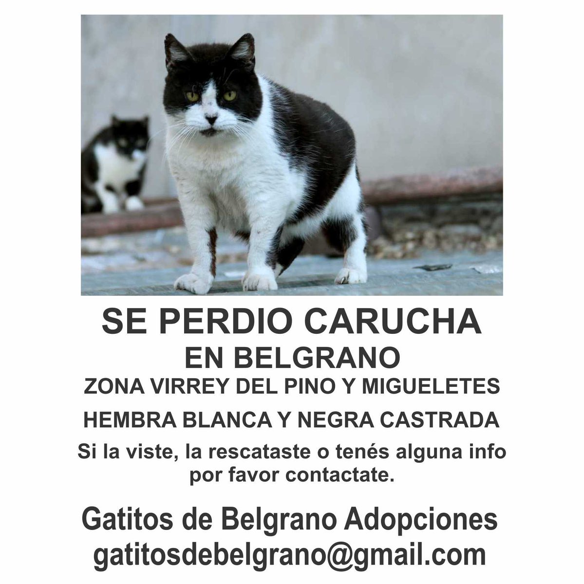 gatitosbelgrano's tweet photo. Nos ayudan a difundir? Es una de nuestras gatitas comunitarias. https://t.co/4BrhDS9CNc