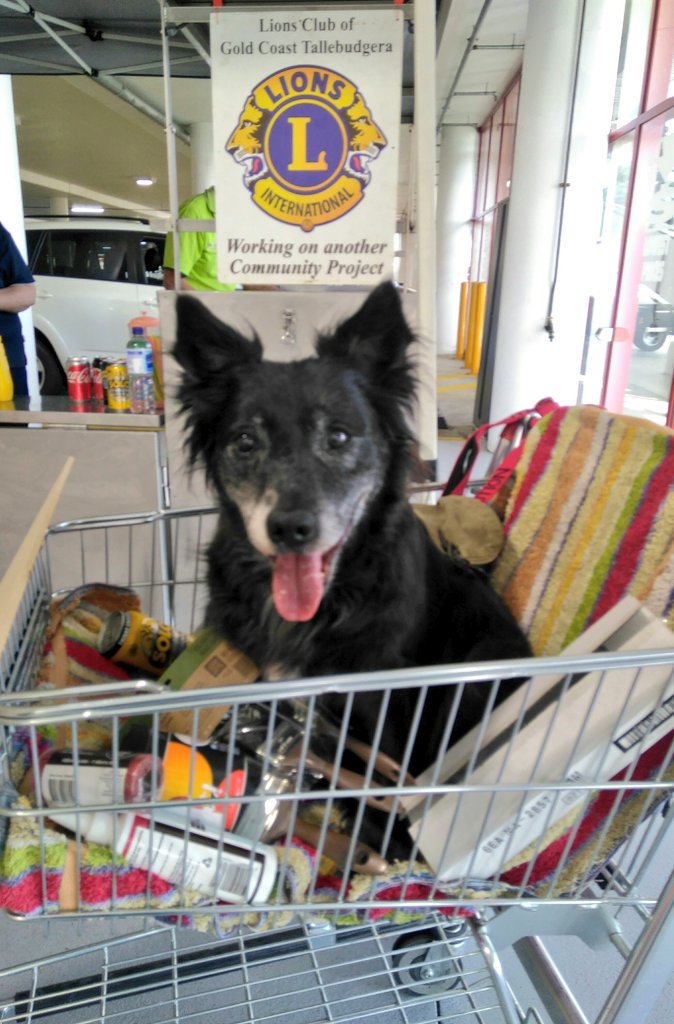 Poppy_MindDogAU's tweet photo. Of course we stopped & got a snag π
@dogcelebration #tot π
#DogsOfBunnings #GoldCoast #CuteDogs #SeniorDogs π #PrincessDiary #AussieDogs https://t.co/8WKrmpKagd