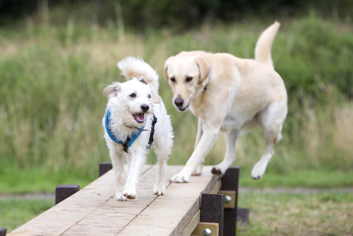 MarsUK's tweet photo. With @MeltonBC we've installed a dog activity trail in the Country Park. Vote for Melton in @dogfriendlyinfo awards https://t.co/d4CwFJdhov https://t.co/1NczwQ7I7r
