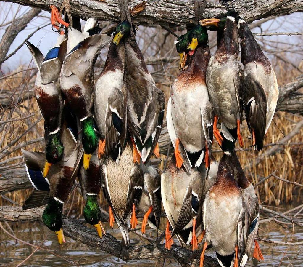 TonyVandemore's tweet photo. ❎ marks the spot. #TakeEmTuesday #GreenLiving #Benelli #HeviShot #FallCountdown #Duck17 https://t.co/uHnMawvBkh https://t.co/ry57f8YwRz