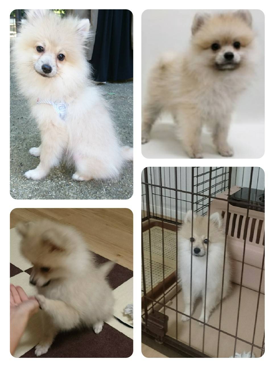 تويتر おちょい ᴥ على تويتر 着々と成長中 現在4ヶ月と２週間ちょい 体重2 5kg この調子だと大きめポメコーーーース 左上 9 2 右上8 2 左下8 12 右下8 30 ポメラニアン でかポメ T Co xylgmm1t