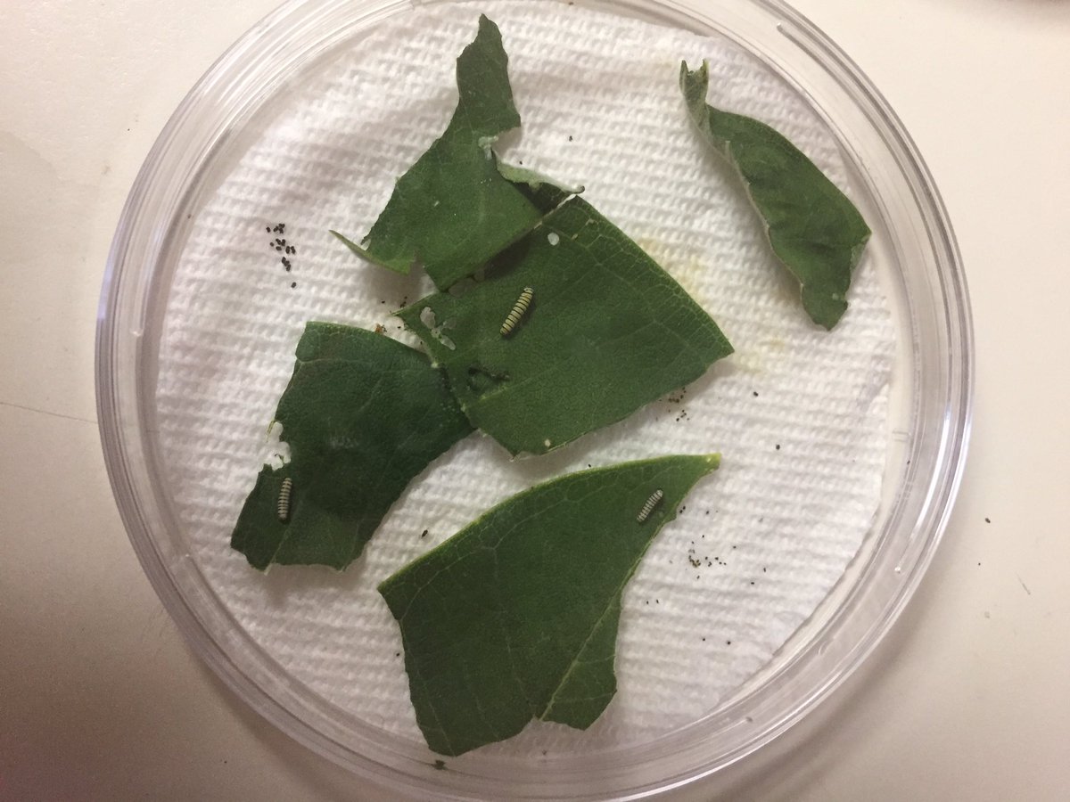 ClassWest's tweet photo. @GlaweAnne shared her monarch eggs with us and they're now caterpillars @sprshines @sprgwd50 @Gwd50Schools @MonarchsJV #1spr https://t.co/oHrdARLUc8