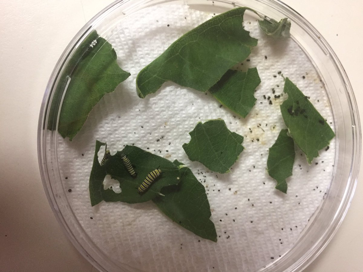 ClassWest's tweet photo. @GlaweAnne shared her monarch eggs with us and they're now caterpillars @sprshines @sprgwd50 @Gwd50Schools @MonarchsJV #1spr https://t.co/oHrdARLUc8