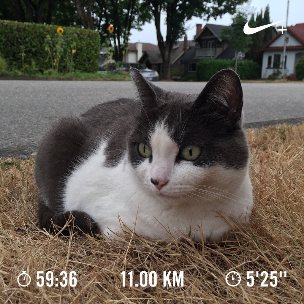 JaymeeMak's tweet photo. PB for route including the hill of Ontario w/ 73m elevation gain. #running #vancity #catingrass https://t.co/R07p1QVWFZ