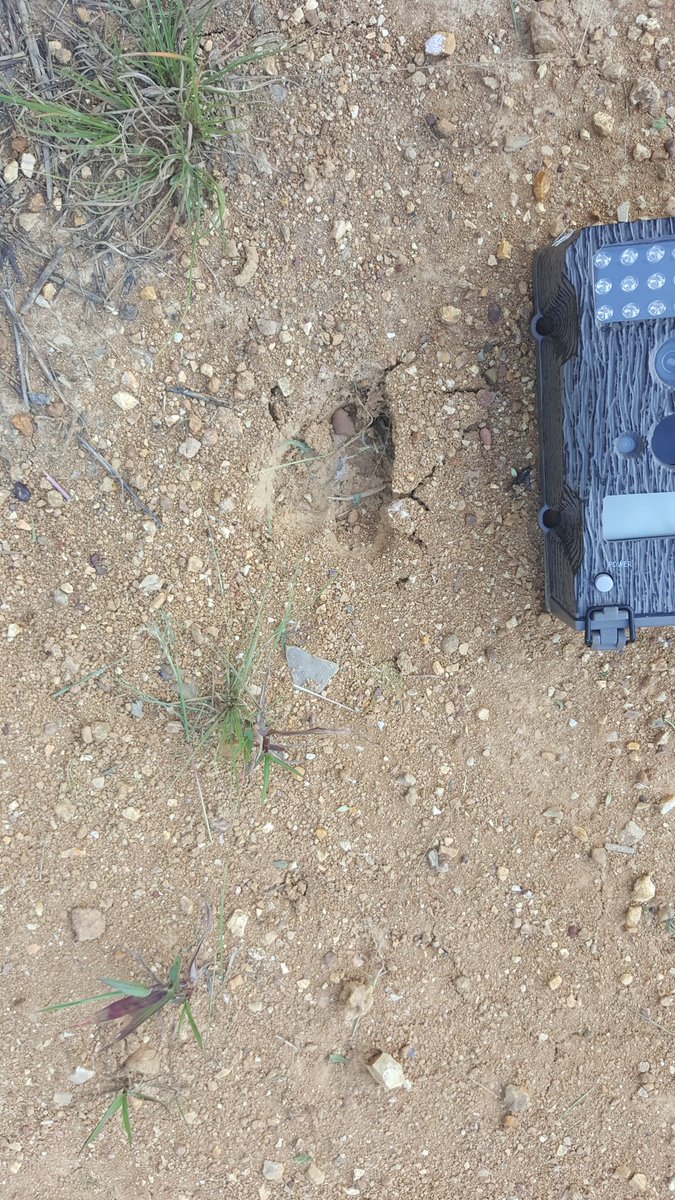 sassycamomama's tweet photo. #Deercrack #hunting #Womenwhohunt #hunter #camo #Madebyme #menwhohunt @LiveLoveHunt @Ozark_Hunter @BriankgambleNE https://t.co/hl1XiIaCTS