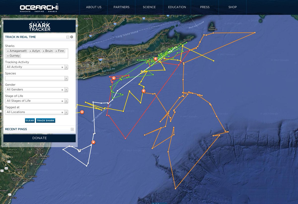 PeggytheShark's tweet photo. @OCEARCH  #YOY sharks are hanging out off the coast of #LongIsland Wonder if they sense #Irma2017? https://t.co/2OgboY4PFE