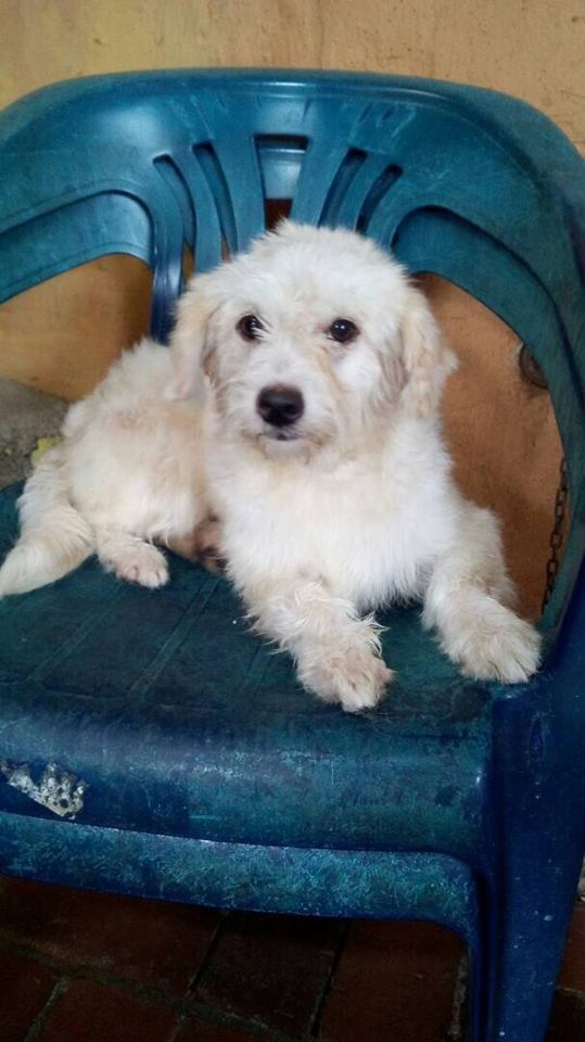 apoyocanino's tweet photo. Nube apareció en Los Ruices y es una perrita de tamaño pequeño que no sabe vivir en las calles: #Adopta https://t.co/pcD2qybDuE https://t.co/2gsH6Tc16t