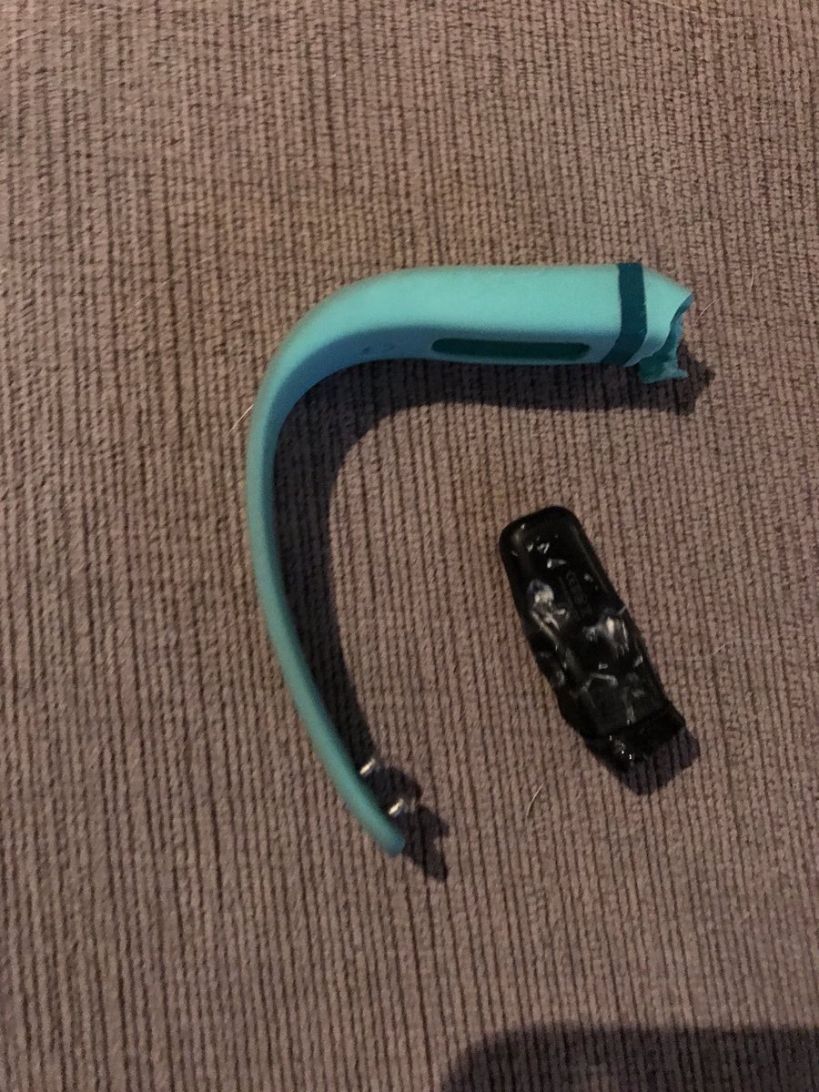 ASDAwarenessdog's tweet photo. Spent 5 minutes researching a new #Fitbit. Thought my dog was chewing a bone. He was not. Researching fitbits again. #dogsoftwitter https://t.co/KDNAIZcSZz