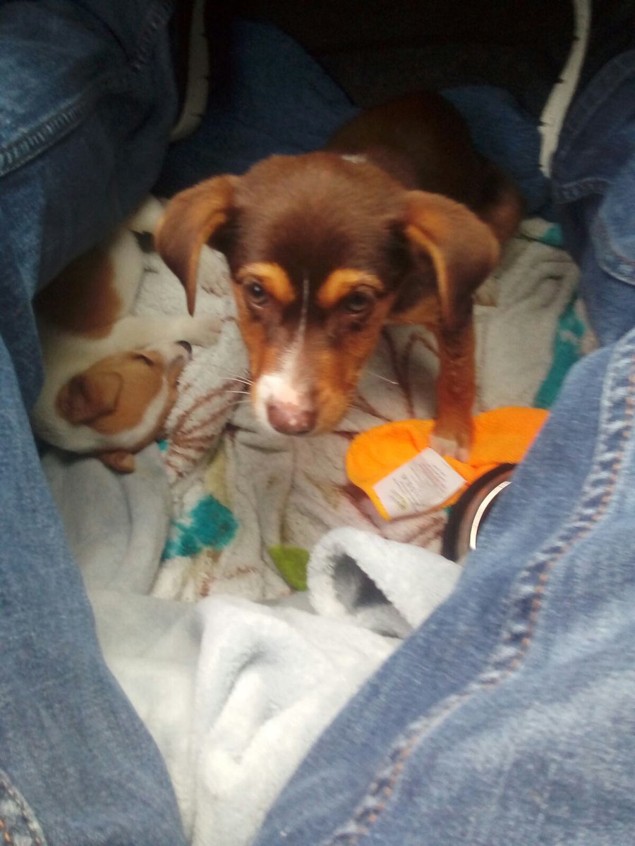 damianvickers82's tweet photo. my new puppy!!! https://t.co/s3ZQ82D3Xa