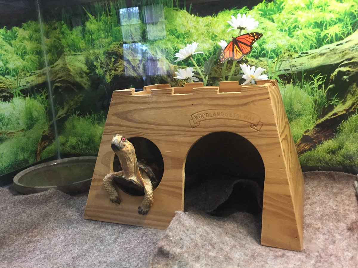greatparks's tweet photo. Look at me! I'm Dr. Zoidberg, homeowner!  #AnimalAmbassadors #BoxTurtle #WintonWoods #TobytheTurtle #Futurama https://t.co/REgEZCRwKx