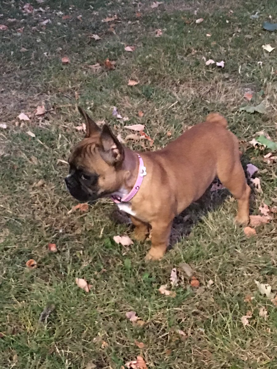 memseyxman's tweet photo. On her first walk @P_Wicks01 @frenchbullpuppy https://t.co/ArTbcuJpkn