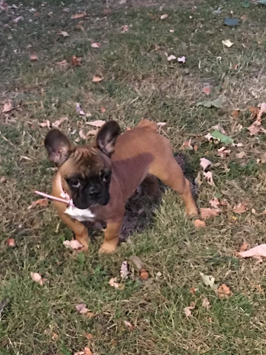 memseyxman's tweet photo. On her first walk @P_Wicks01 @frenchbullpuppy https://t.co/ArTbcuJpkn