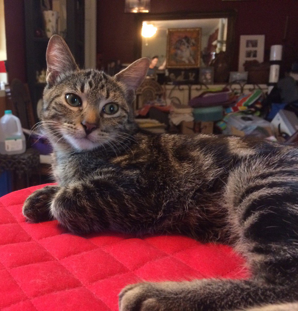 LucyLove817's tweet photo. It's #TokiTuesday !!
Just 2 months ago he was sick and abandoned, but now look at him!๐ป @Cats @HWAC #AdoptDontShop https://t.co/HC0xjFDgkT
