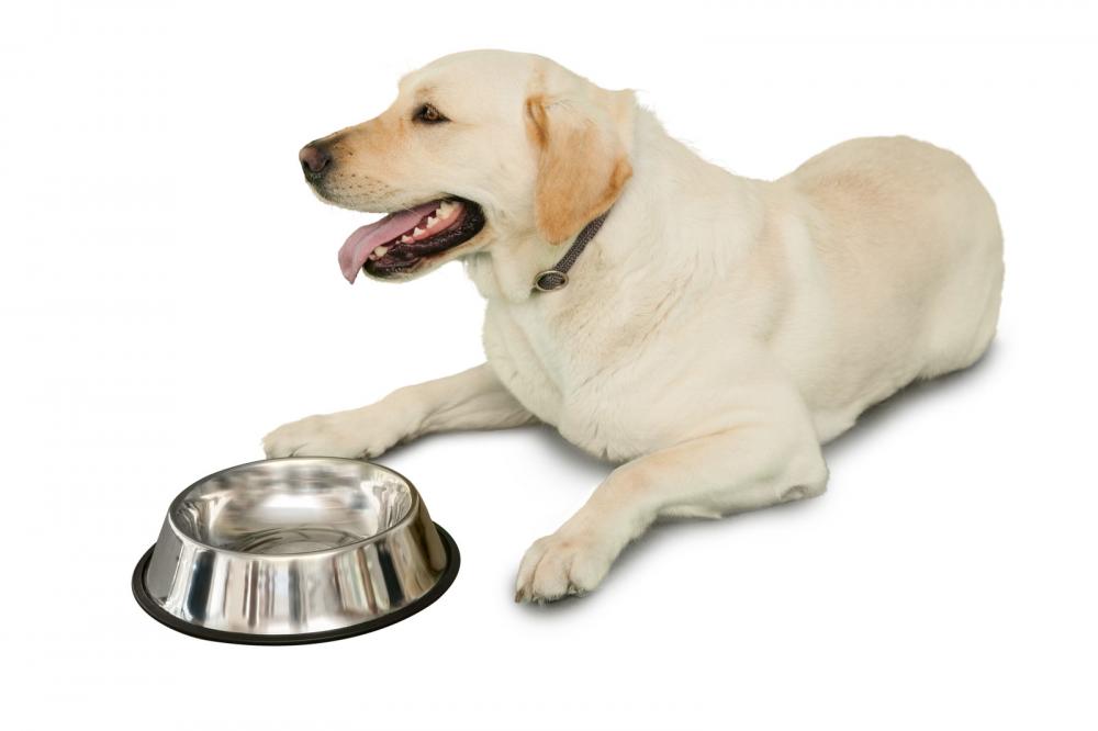 EcoBackflow's tweet image. #CleanWater isn't just important for you! Think of your dogs too! #PortlandBackflowTesting qoo.ly/hjjhh