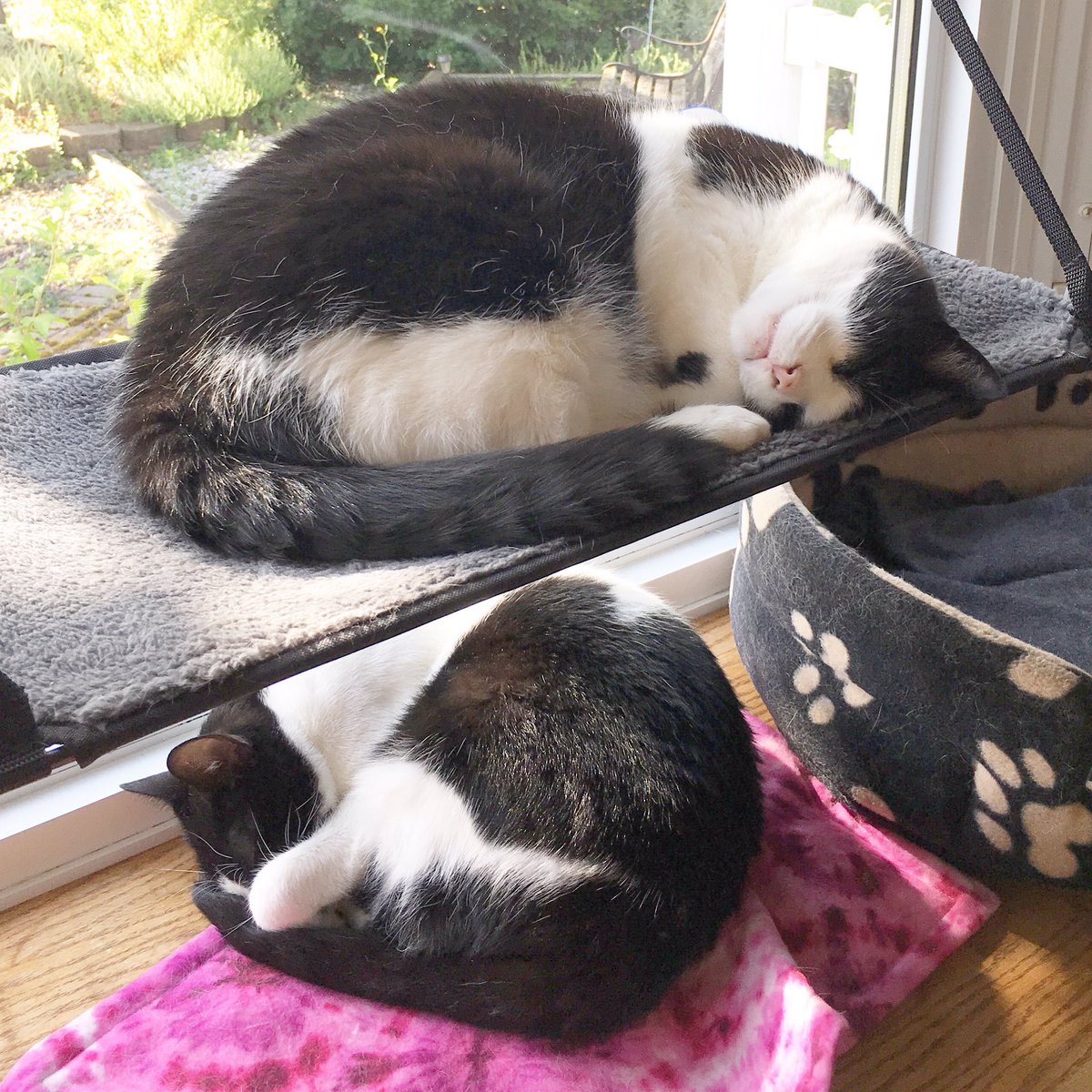 kitties_and_cab's tweet photo. They grow up so fast... My kids are all ready for the new drool year 🐈🐈 😝 #backtoschool #backtodrool https://t.co/dJxT8ifWCL