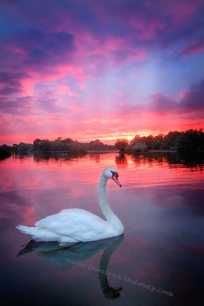 Discover Limerick tweet media