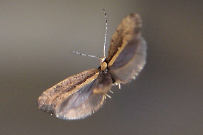 EpochEnviro's tweet photo. GM Moths Released in US for First Time: A Major Step for ‘Frankenbugs’  #GMO https://t.co/QCCmRtwqet https://t.co/41tUfvU9AD