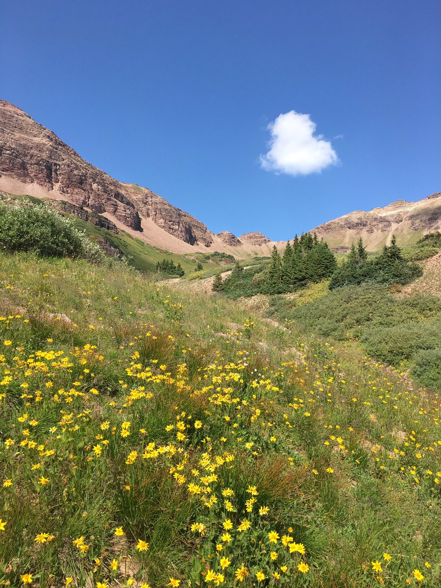 sinkm's tweet photo. Still wildflowers in bloom in the mountains! #whyilovecolorado @MoonGuides https://t.co/P415txI6nf