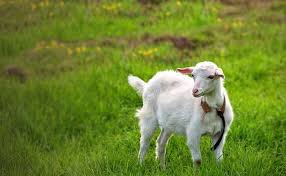kvirgoiii's tweet photo. My senior pictures 🐐📸 https://t.co/WriNGzcPkc