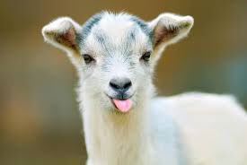 kvirgoiii's tweet photo. My senior pictures 🐐📸 https://t.co/WriNGzcPkc