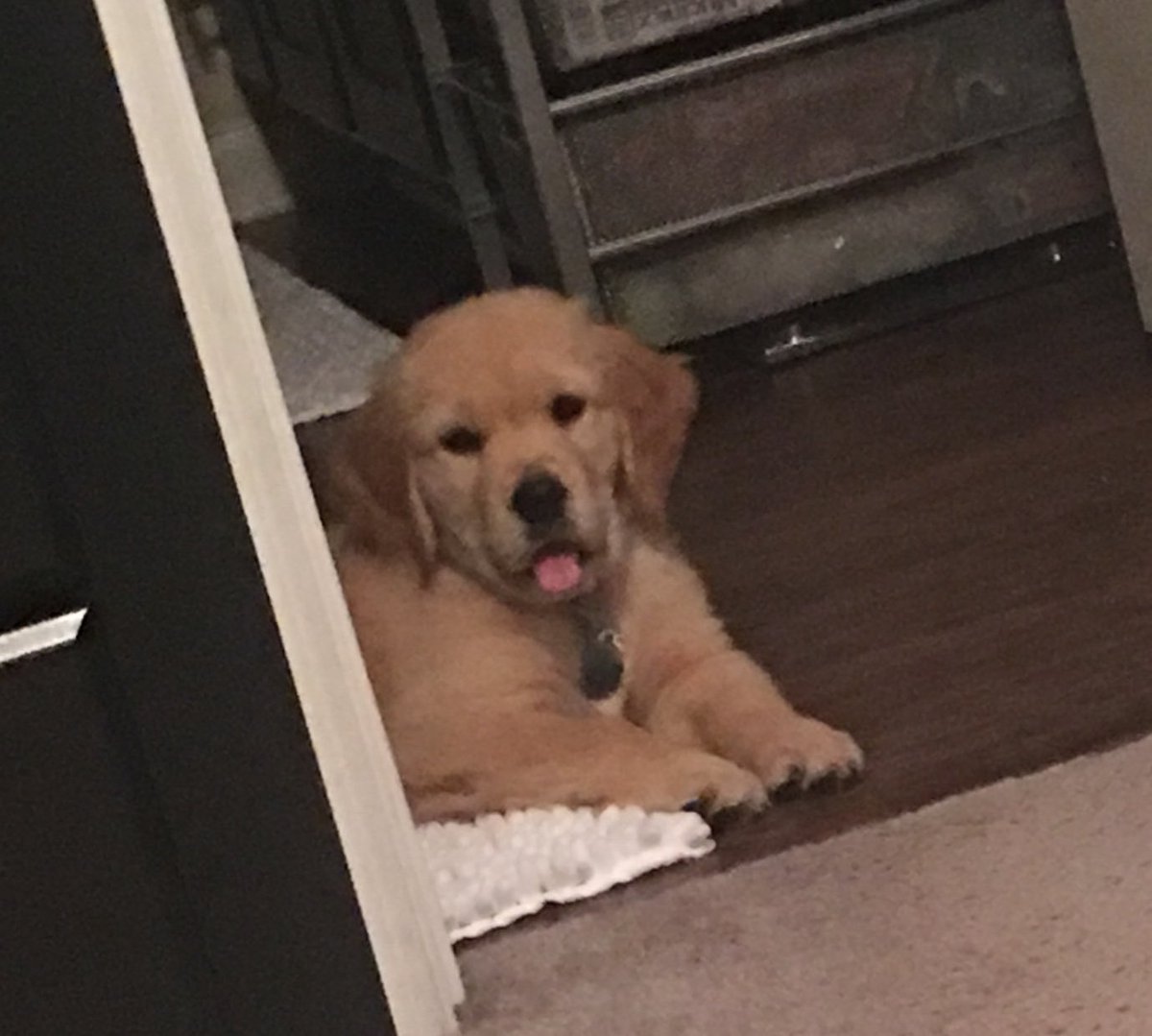 TWITTLE_2's tweet photo. The level of obsession I have for this face is unreal 🐶😍 https://t.co/wGkFLUkPtV