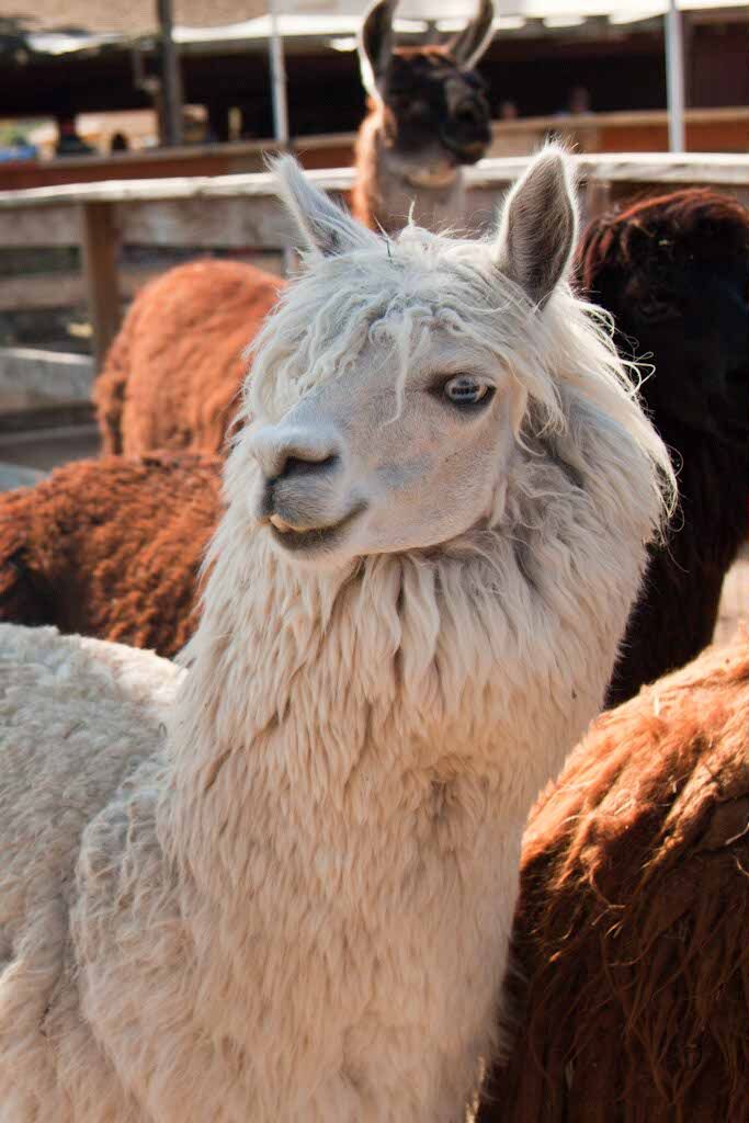 ZOOMARS's tweet image. Some people only wish they could look this good 😎 #Fabulous #LlamaDrama