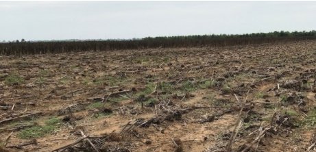 PorterBriggs's tweet photo. It’s a “renewable resource”—you can hunt that field just as well as grow crops in it: https://t.co/aM2ZRlUVoT #VoiceOfTheSouth https://t.co/qQjarn9sfi