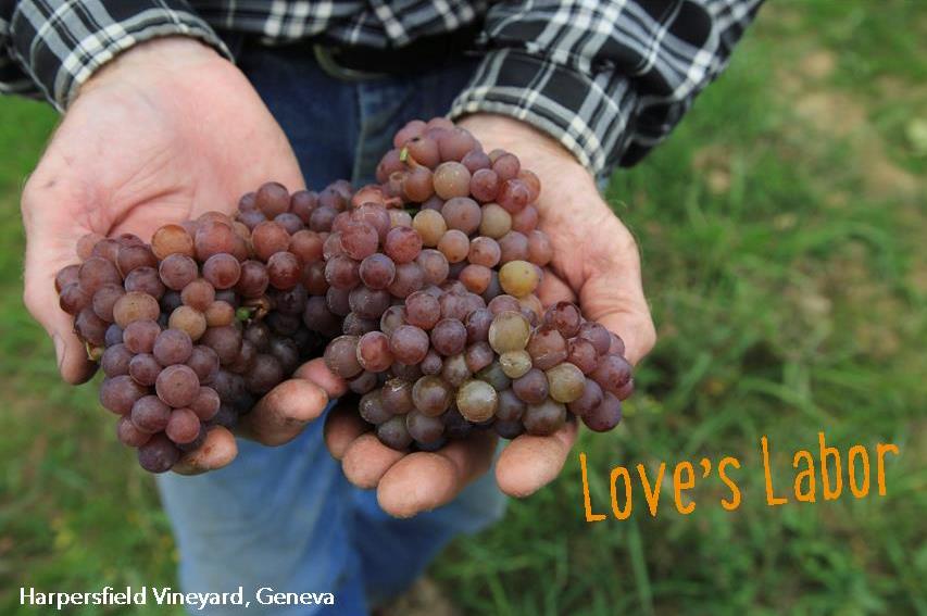 What better way to come back from a holiday than to celebrate a true love's labor? #OhioWines