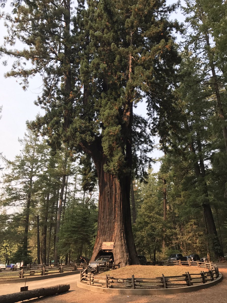 AncientTreesATF's tweet photo. Sequoia sempervirens the Coast Redwood, California. Some trees as old as 2400yrs #Ancienttrees #MrsMelforscale 😉✌🏽 https://t.co/y45e7GmvGR