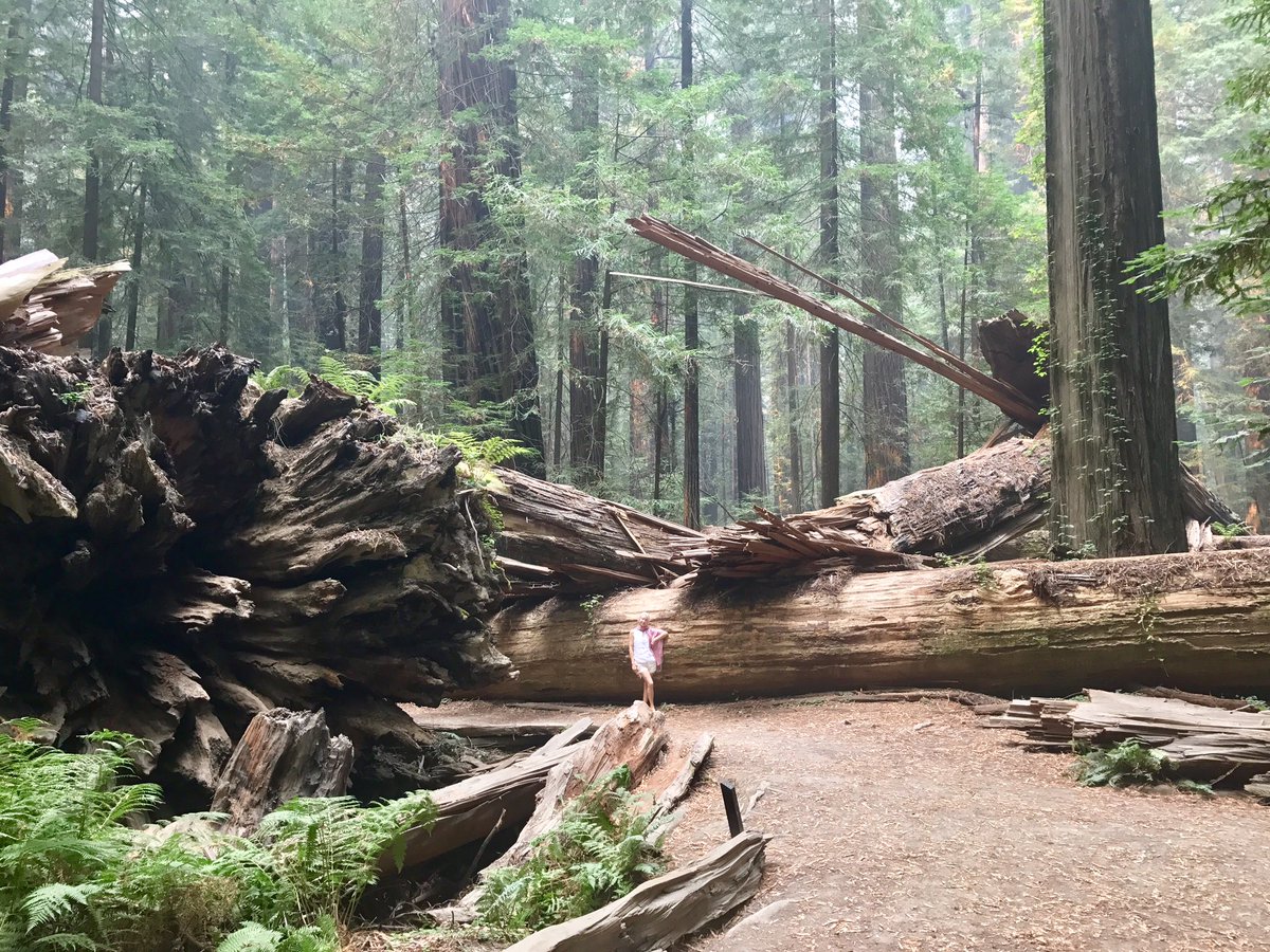 AncientTreesATF's tweet photo. Sequoia sempervirens the Coast Redwood, California. Some trees as old as 2400yrs #Ancienttrees #MrsMelforscale 😉✌🏽 https://t.co/y45e7GmvGR