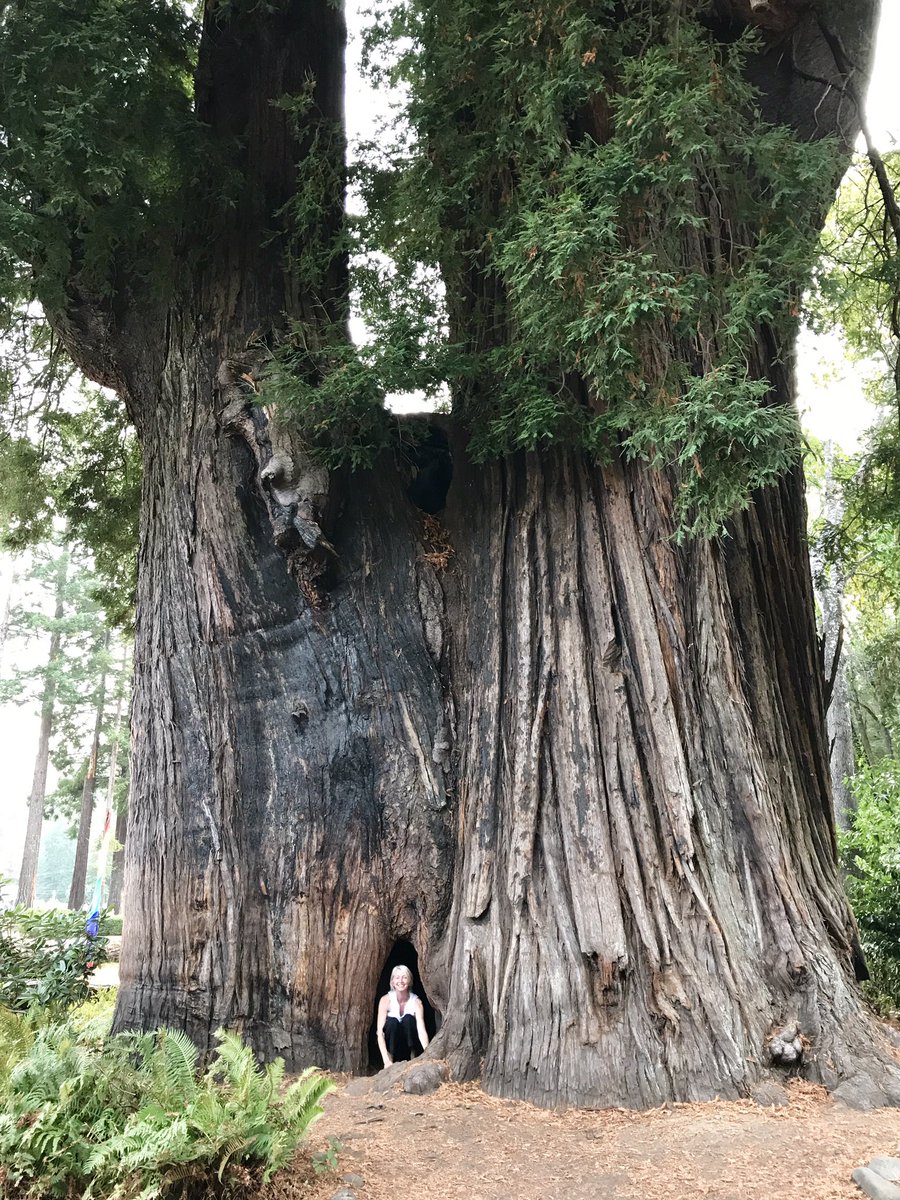 AncientTreesATF's tweet photo. Sequoia sempervirens the Coast Redwood, California. Some trees as old as 2400yrs #Ancienttrees #MrsMelforscale 😉✌🏽 https://t.co/y45e7GmvGR