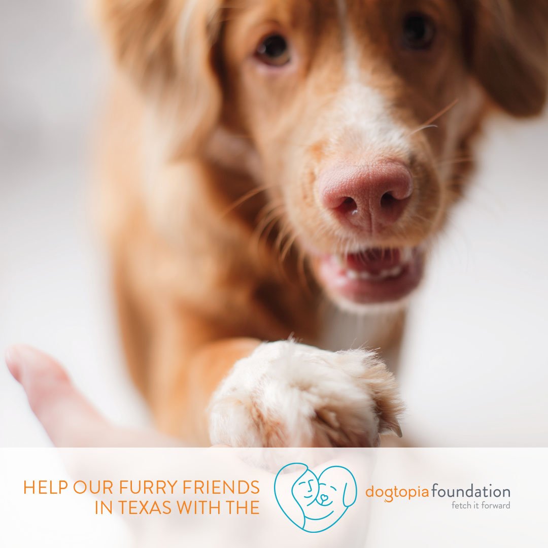 DogtopiaWaco's tweet photo. Want to lend a paw to Hurricane Harvey recovery? Dogtopia Foundation is collecting funds &amp; matching donations! Info https://t.co/hUW32O0ajC https://t.co/Hh6TQH4qdW