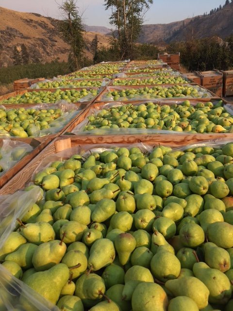 ChelanFresh's tweet photo. Freshly harvested Organic Bartlett #pears! π
#organic #pearharvest #chelanfreshpears https://t.co/Fx2SpNkUas