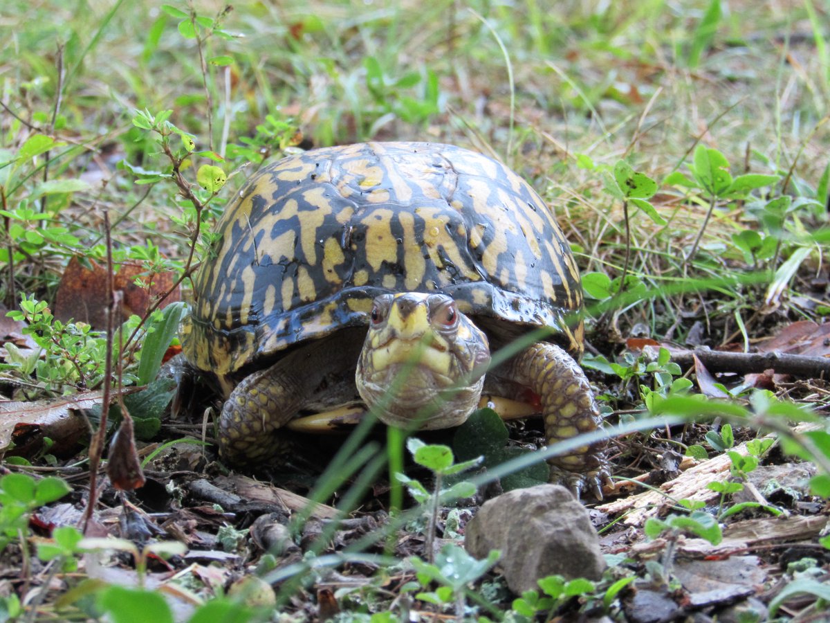 OlmstedParks502's tweet photo. #FredtheTurtle always wins a staring contest.
-
-
#TuesdayTips #IroquoisPark #Louisvilleky #Olmstedparks502 #Parkpride #turtle #new2lou https://t.co/VDgtBtcSfi
