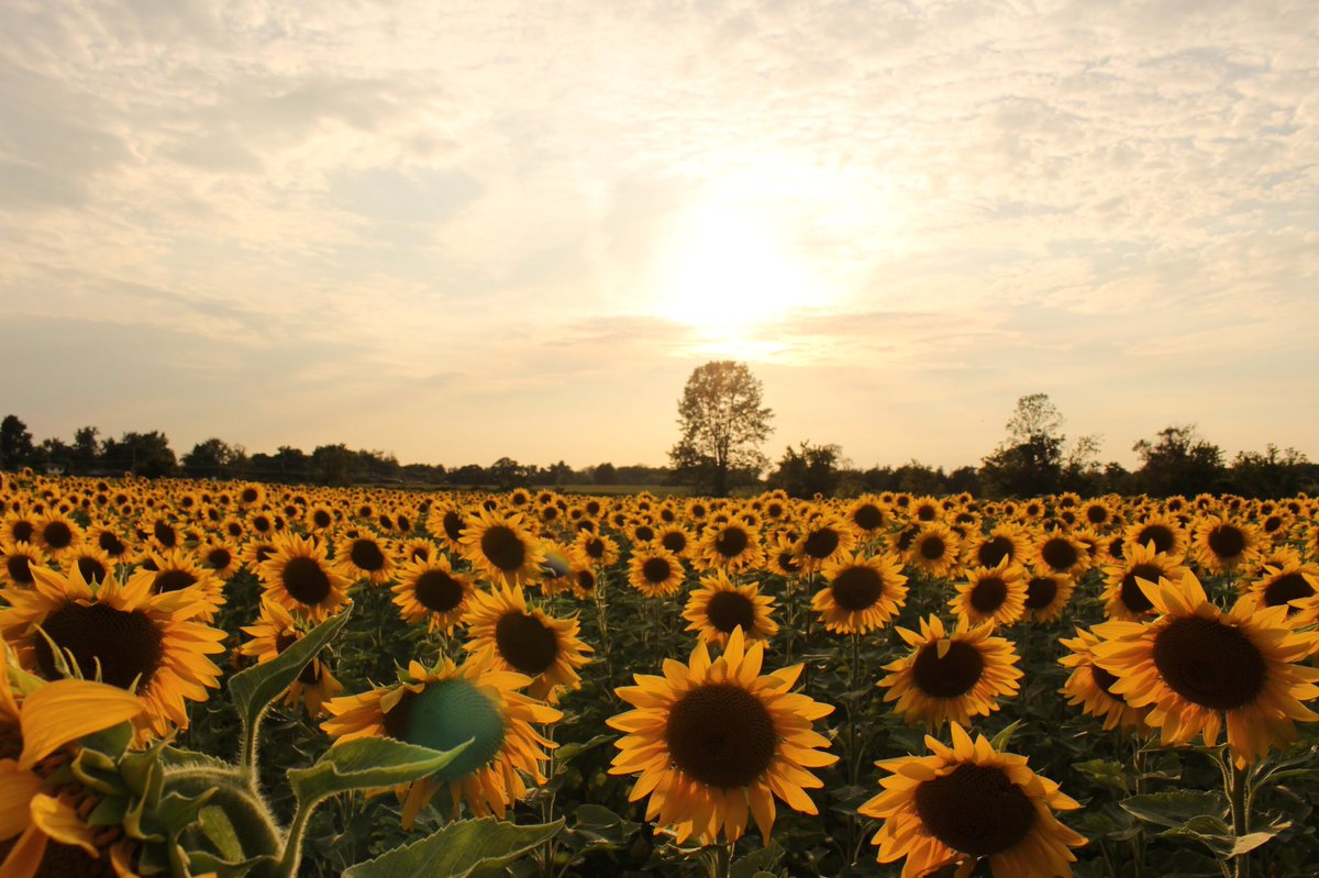 crivierr's tweet photo. i liked sunflowers before sunflowers became cool https://t.co/ew6xfYipBd
