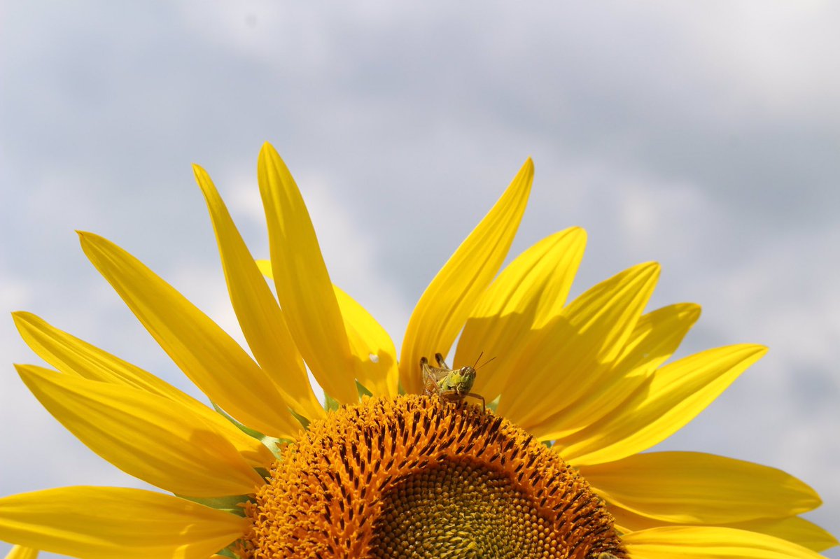crivierr's tweet photo. i liked sunflowers before sunflowers became cool https://t.co/ew6xfYipBd